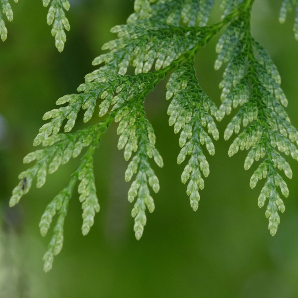 Thuya kagers beauty - thuja plicata kagers beauty 20/40cm pot 2,5l