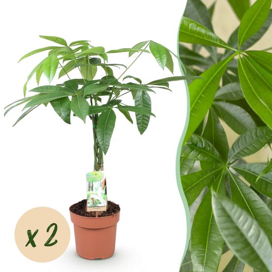 Pachira aquatica - arbre à argent - pot de 17cm - hauteur 60-70cm - plantes d'intérieur