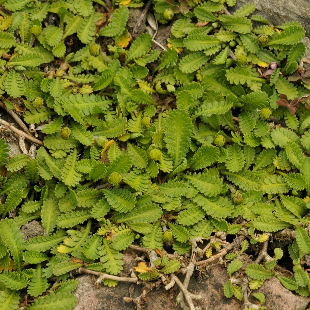 Cotule dioique minima cotule naine - le pot / ø 9cm