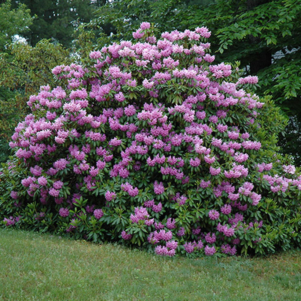 Rhododendron 'cat. Grandiflorum' 60-80 cm pot grand classique violet |  Truffaut