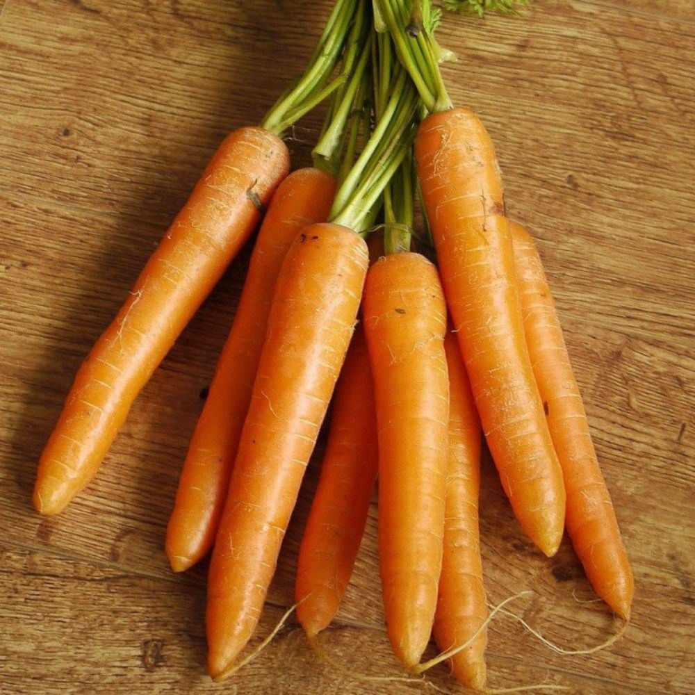 Graines de carotte nantaise améliorée 3 - vilmorin sachet économique