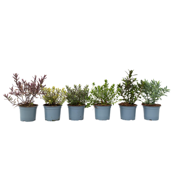 Buisson de véronique - set de 6 - hebe pinguifolia - hauteur 15-20cm - ⌀10,5cm