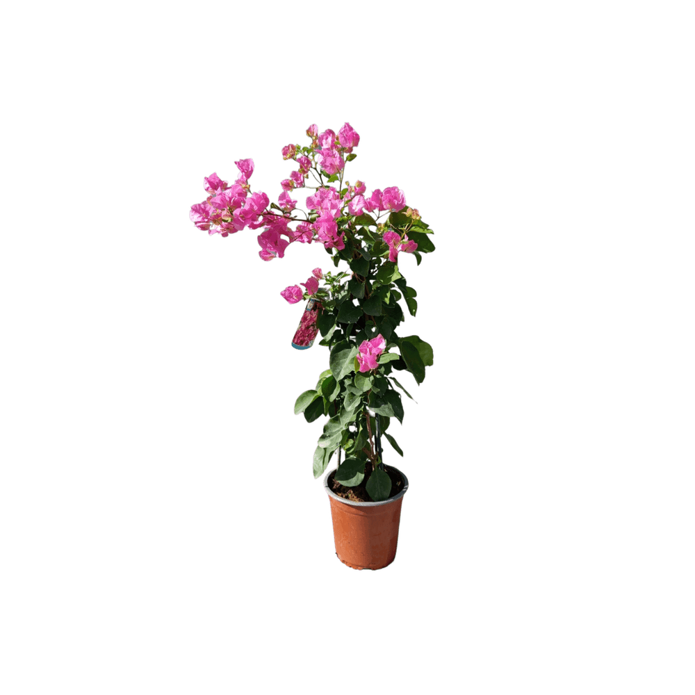 Bougainvillier rose (bougainvillea) plante grimpante méditerranéenne en pot hauteur 40 à 60 cm