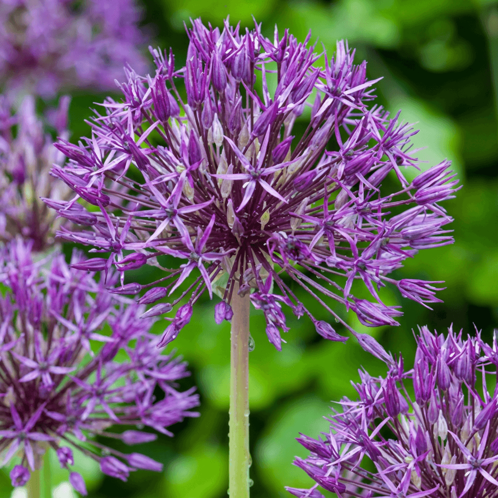 Ail d'ornement 'purple rain' (allium) - floraison estivale - calibre 10/12 - 160 bulbes