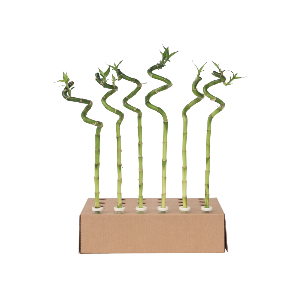 Lucky bamboo - set de 12 - dracaena sanderiana - hauteur 40-50cm - ⌀2cm