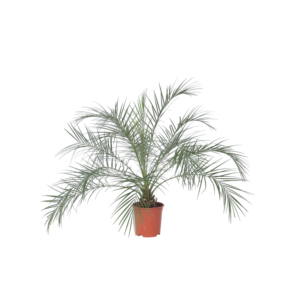 Palmier dattier nain - phoenix roebelenii - hauteur 80-90cm - ⌀21cm