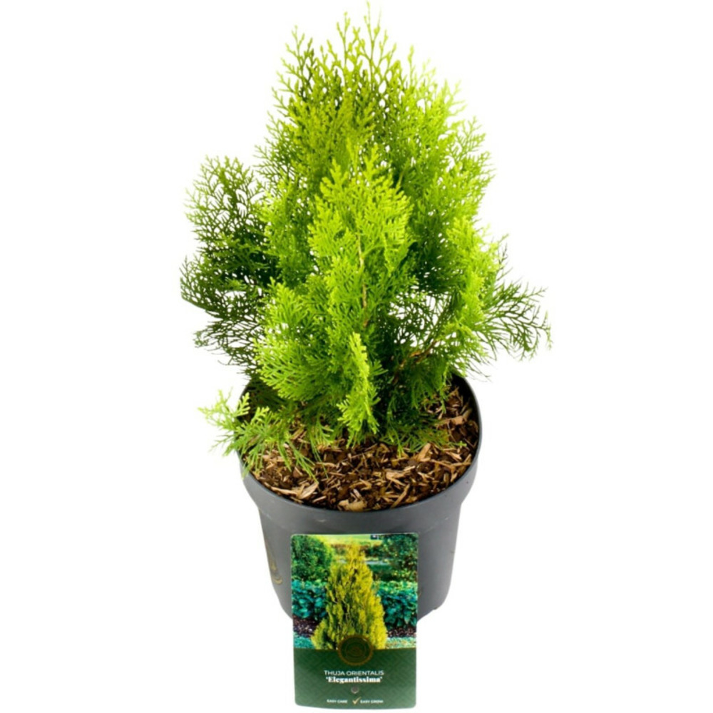 Thuya de chine elegantissima - platycladus orientalis elegantissima 25/35cm pot 2,5l