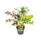 Acer palmatum 'festival' - érable du japon - feuilles 3 couleurs dans 1 plante  ⌀19 cm - 60-70 cm