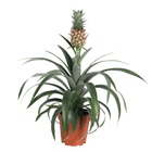 Plante ananas 'mi amigo' - plante anti-ronflement - ⌀ 12cm - hauteur 35-45cm