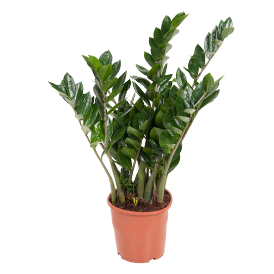 Plante zz - zamioculcas emerald - hauteur 70-80cm - ⌀21cm