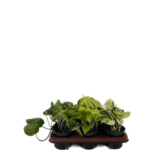 Lot de 6 - epipremnum mix - h25 cm