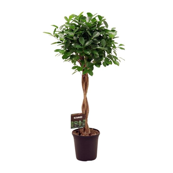 Ficus micr. Moclame - ø23cm - ↕100- 110cm - plantes d'intérieur