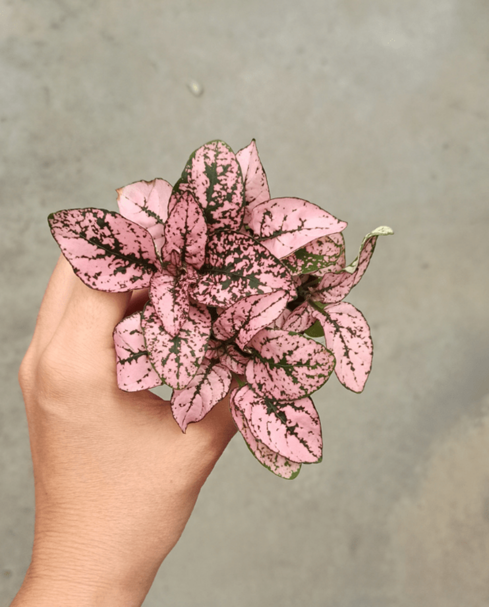 Hypoeste phyllostachya rose d. 6cm h. 12cm - plante d'intérieur