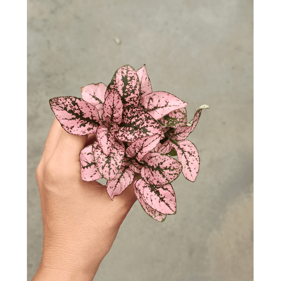 Hypoeste phyllostachya rose d. 6cm h. 12cm - plante d'intérieur