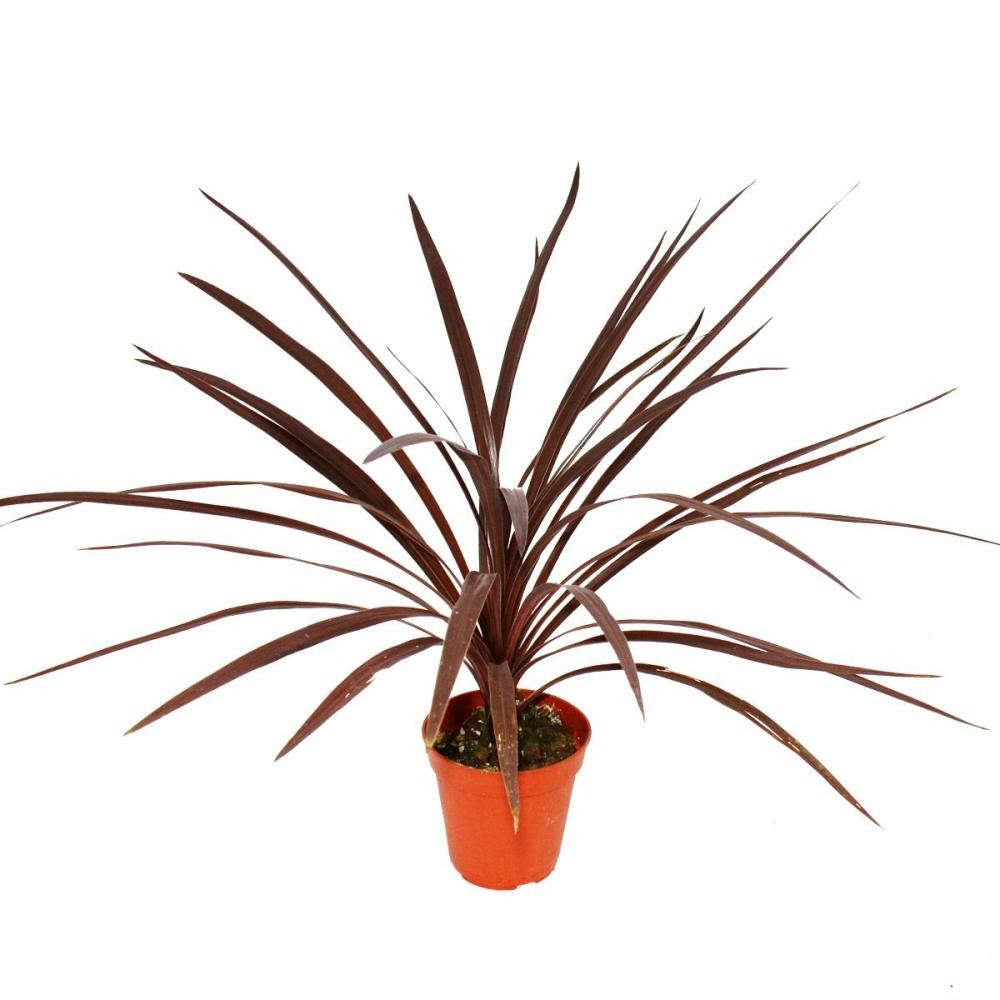 Lys club rouge - cordyline australis 