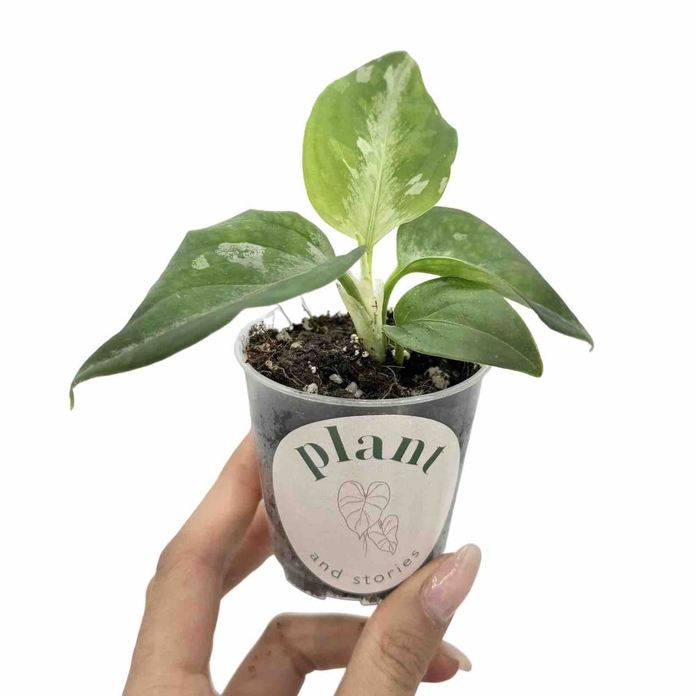 Aglaonema pictum tricolor - pot de 6cm