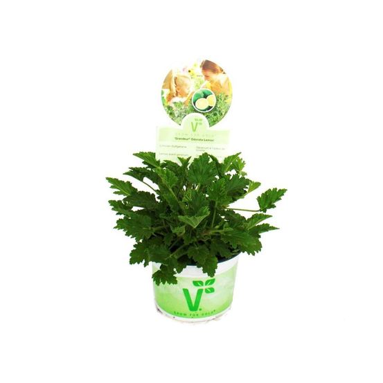 Géranium