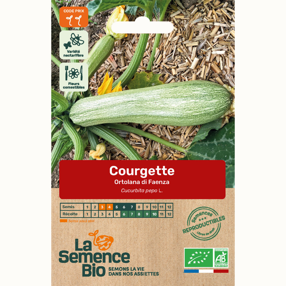Courgette ortolana di faenza - graines bio