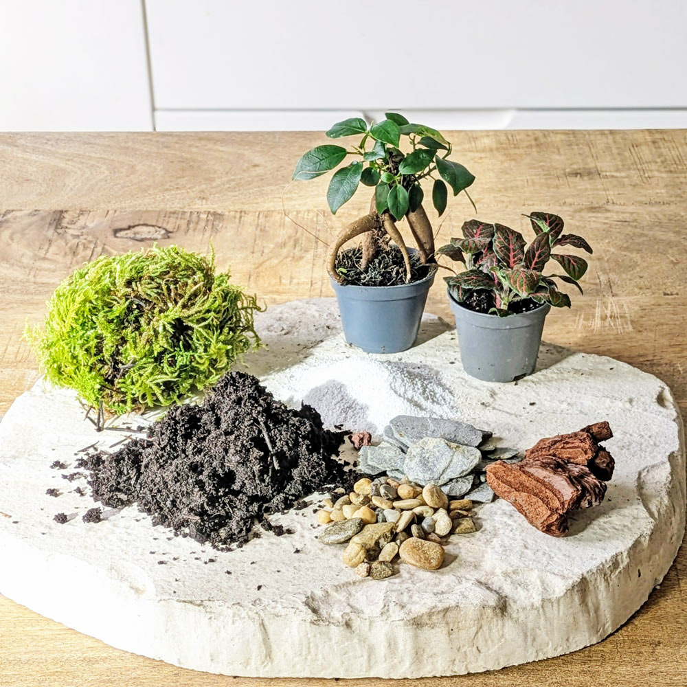 Kit recharge pour terrarium 2 plantes fittonia rouge + ficus