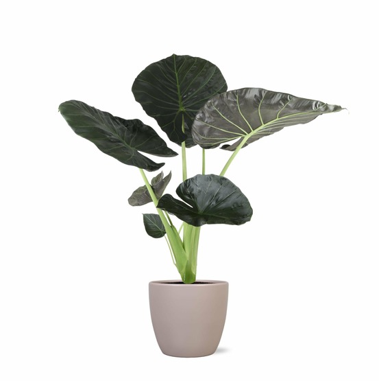 Alocasia regal shield et son pot taupe - hauteur 100cm