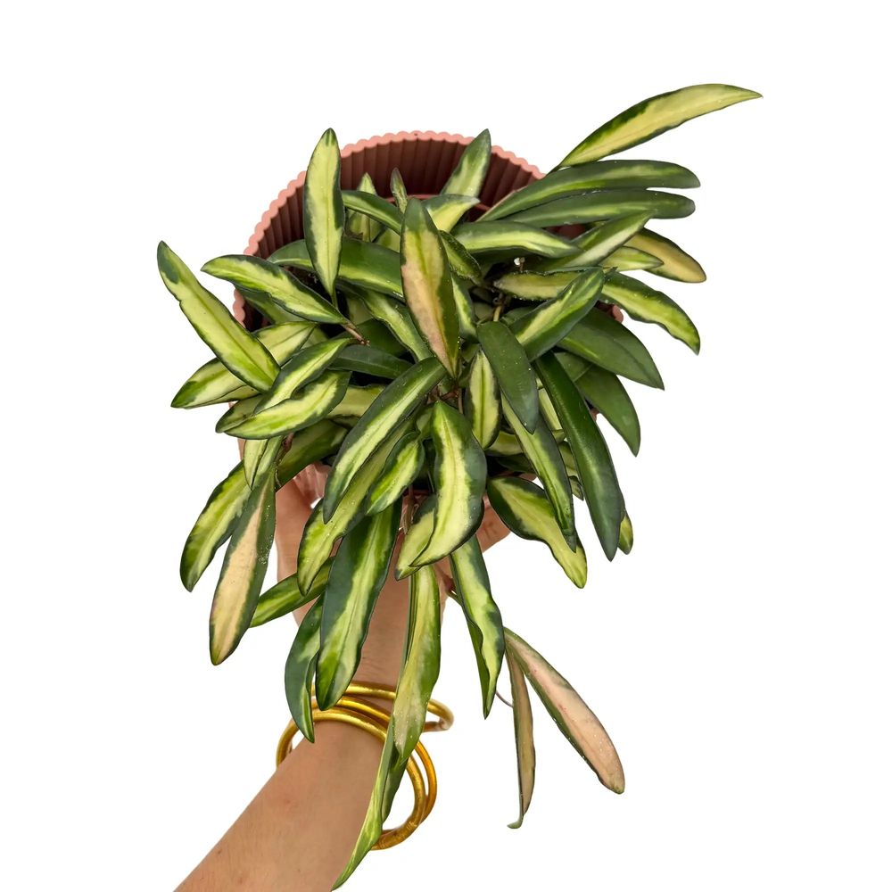 Hoya wayetii variegata - pot de 12cm - plantes d'intérieur