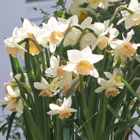Narcisse multiflore 'katie heath' bulbe calibre 10+ (par 10)