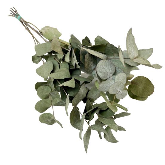 Fleurs séchées - eucalyptus cinerea - 6 des buissons - h50 cm