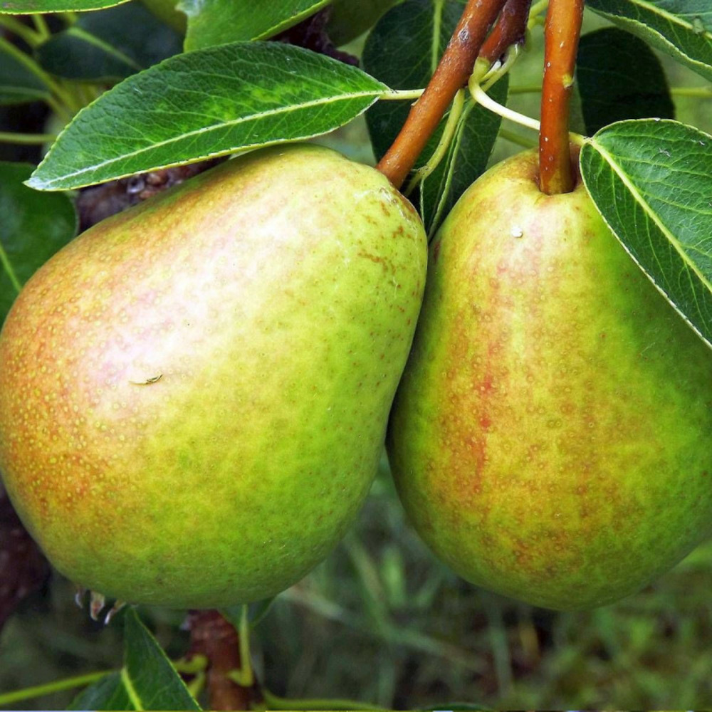 Poirier colonnaire obelus pot de 6l - 40/80 cm