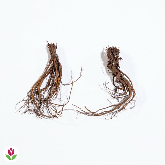 2 géraniums vivaces doubles blancs - le paquet de 2 racines nues