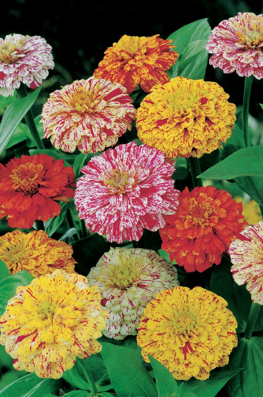 Zinnia peppermint stick - 2 g
