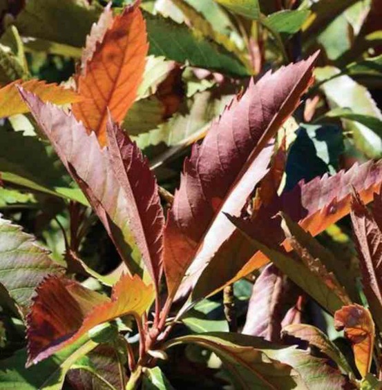 Eriobotrya japonica 'coppertone' (néflier du japon, bibacier, loquat) pot 90l-150/175cm- péri 12/14