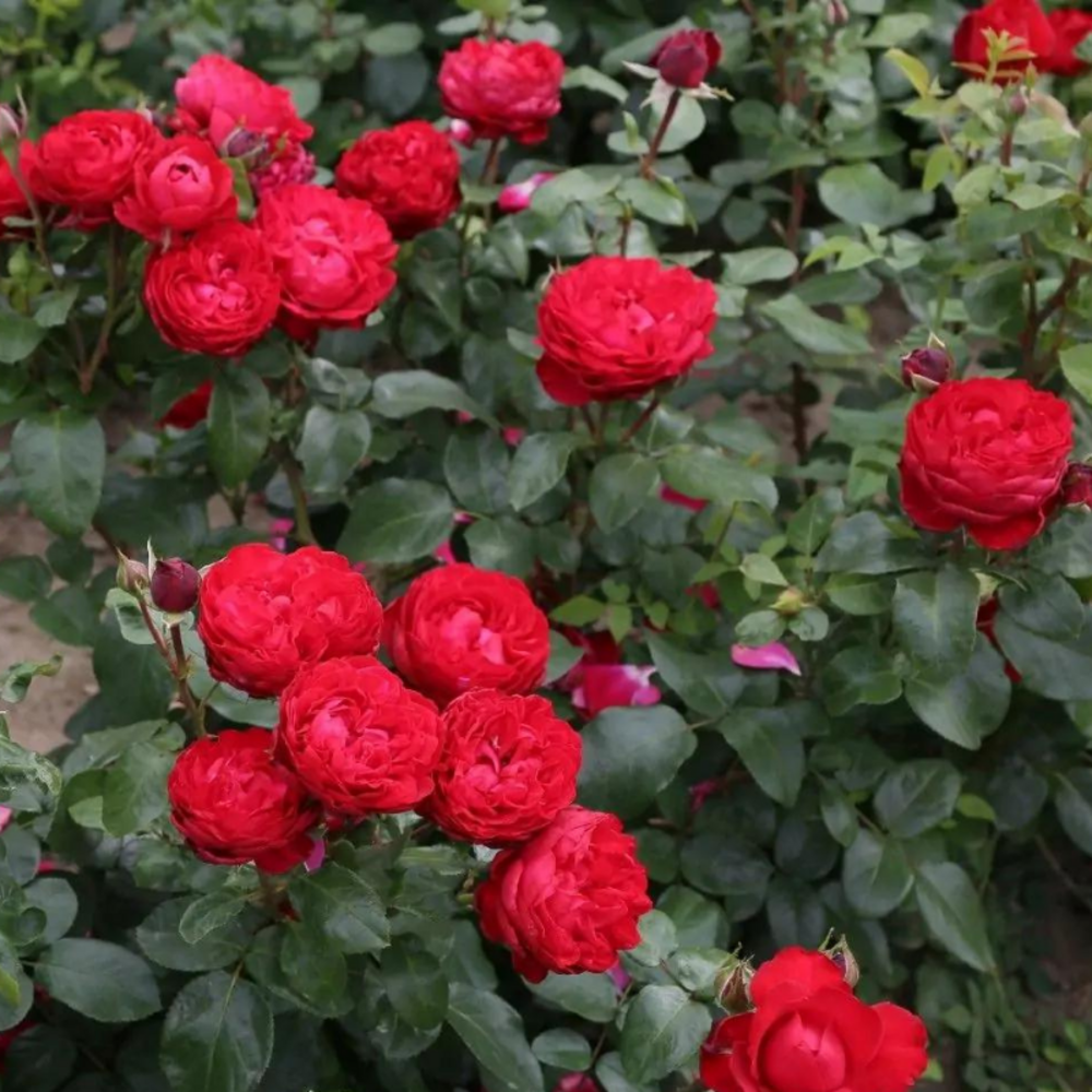 Rosier tiamo rouge hybride - racines nues