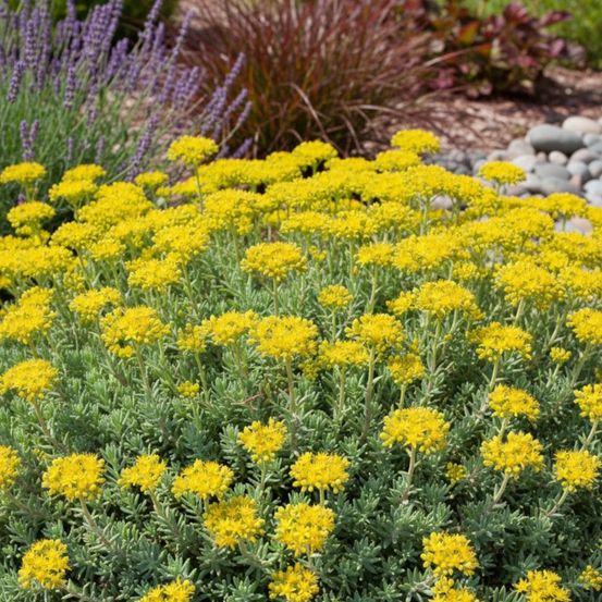 Orpin réfléchi glaucum, sedum lot de 5 godets