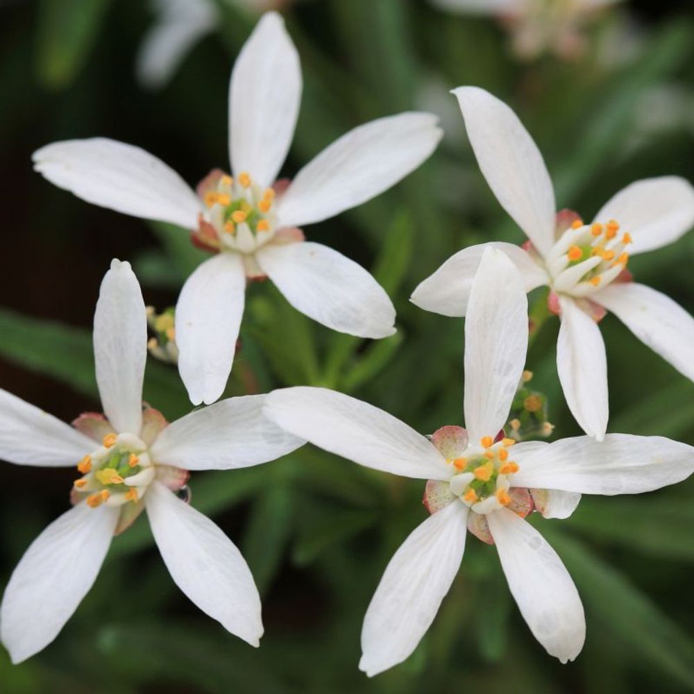 Oranger du mexique 'aztec pearl' (choisya ternata 'aztec pearl')