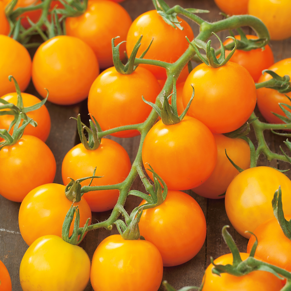 Tomate yellow pearshaped - 0.5 g