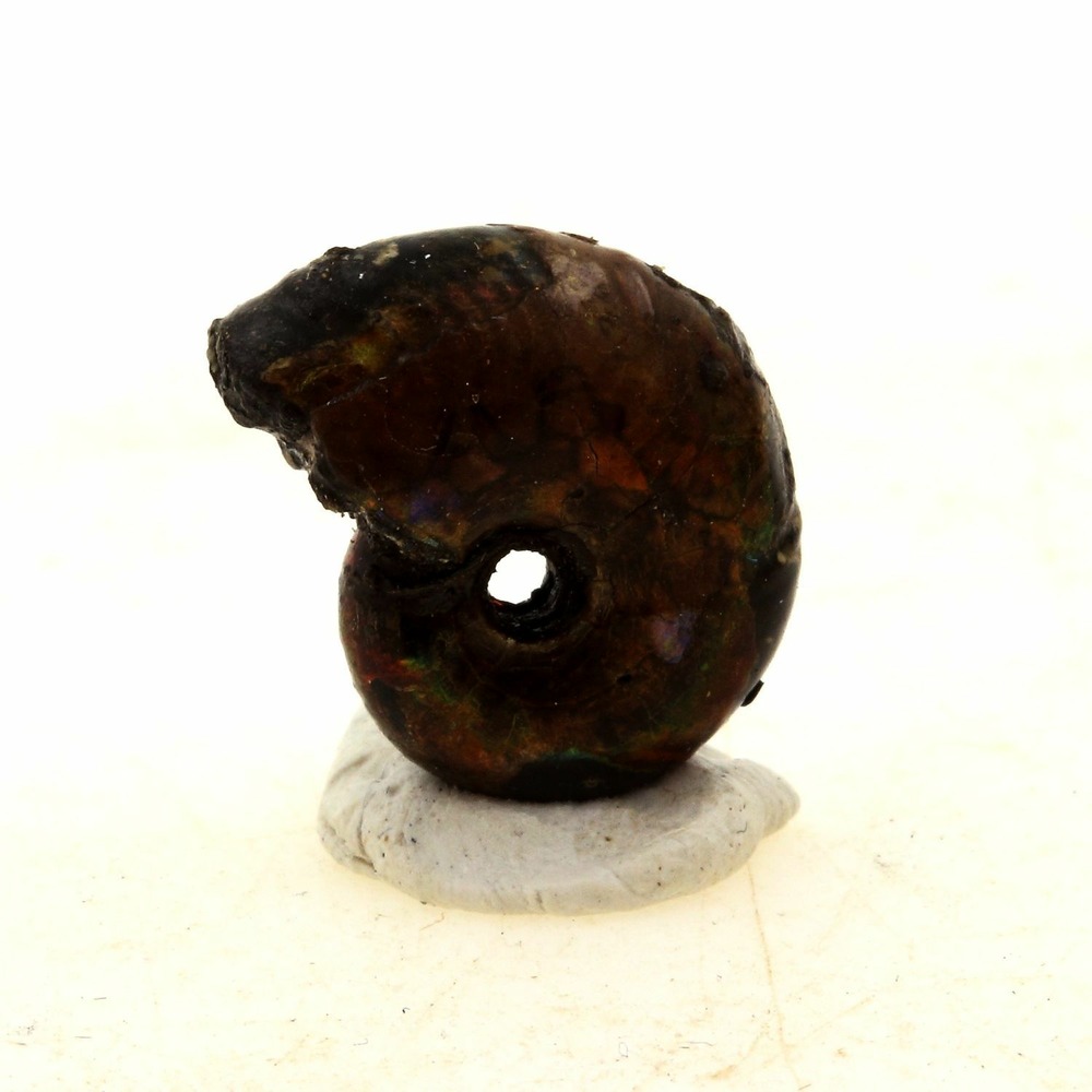 Ammonite fossile nacrée beudanticeras pyritisée 9.0 carats