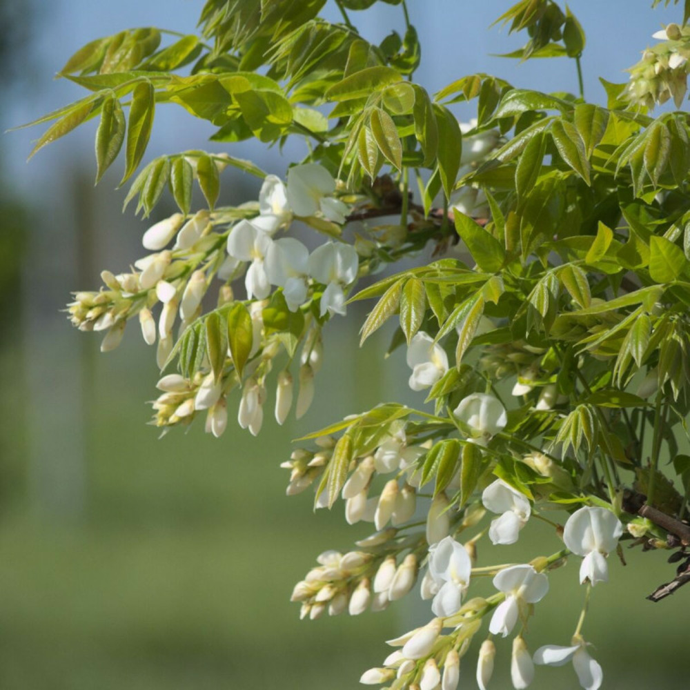 Glycine soyeuse kapiteyn fuji pot de 3l - echelle bambou 60/120 cm