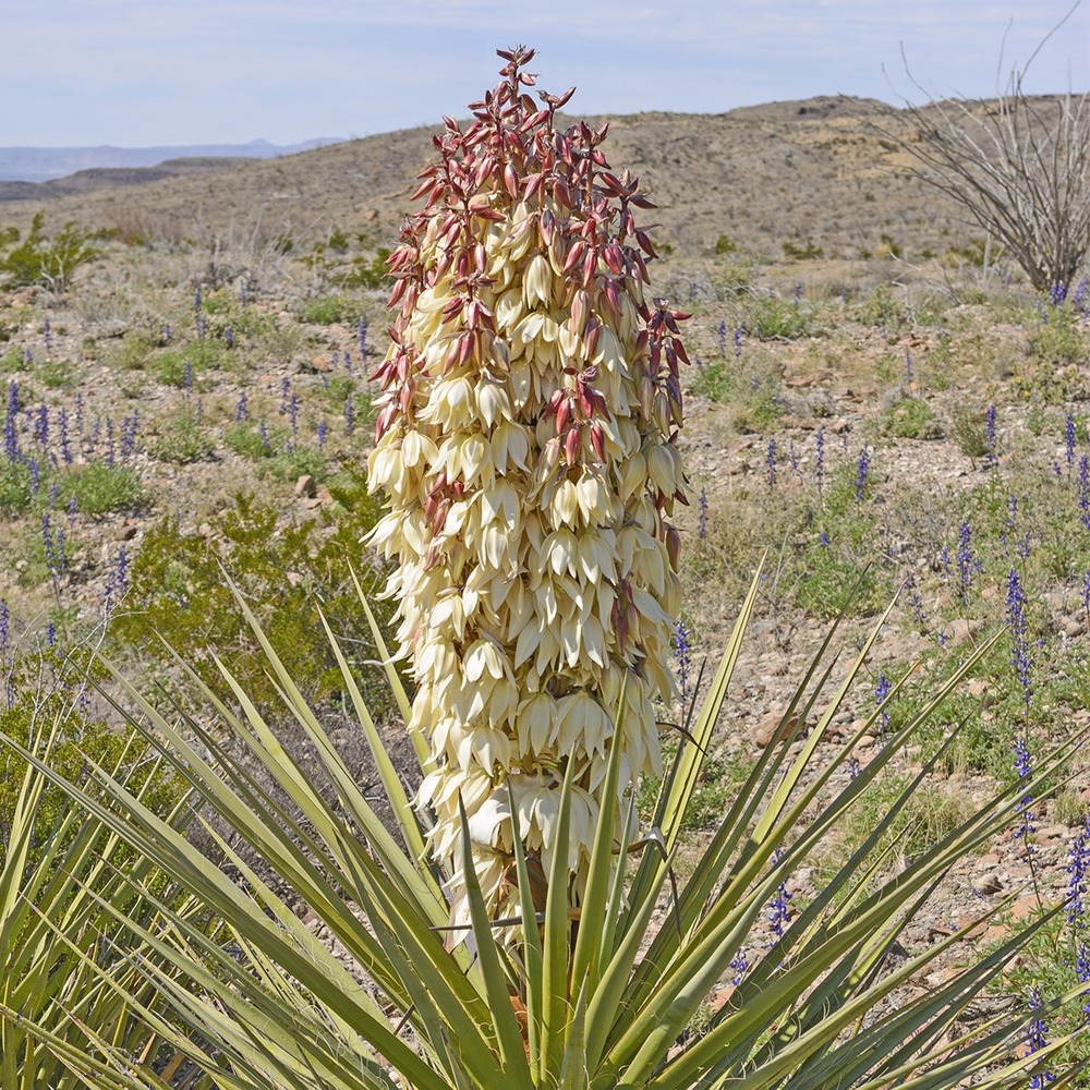 Yucca torreyi pot de 7,5l/10l