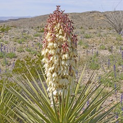 Yucca torreyi pot de 7,5l/10l