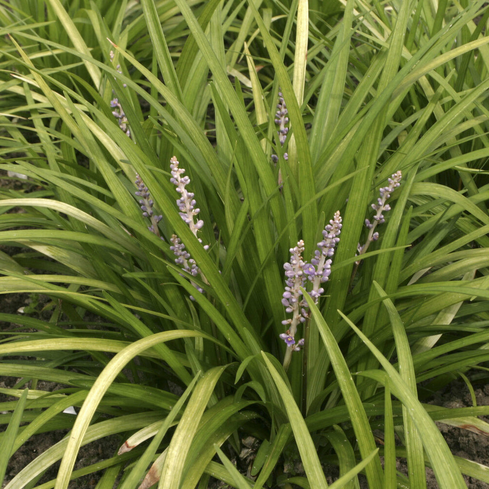 Liriope spicata - le pot / ø 9cm