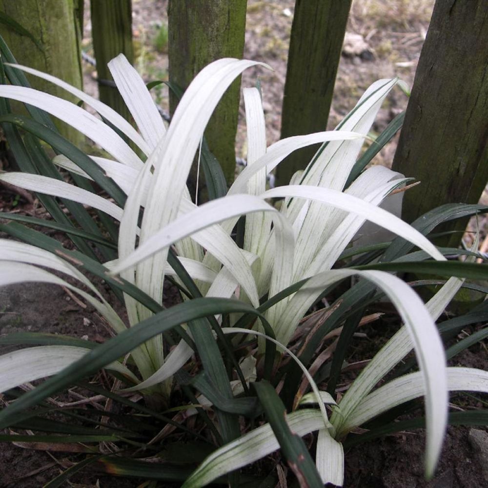 Liriope 'okina' godet de 8/9 cm