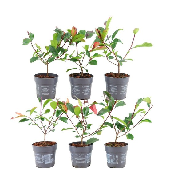 Photinia fraseri 'red robin' - lot de 6