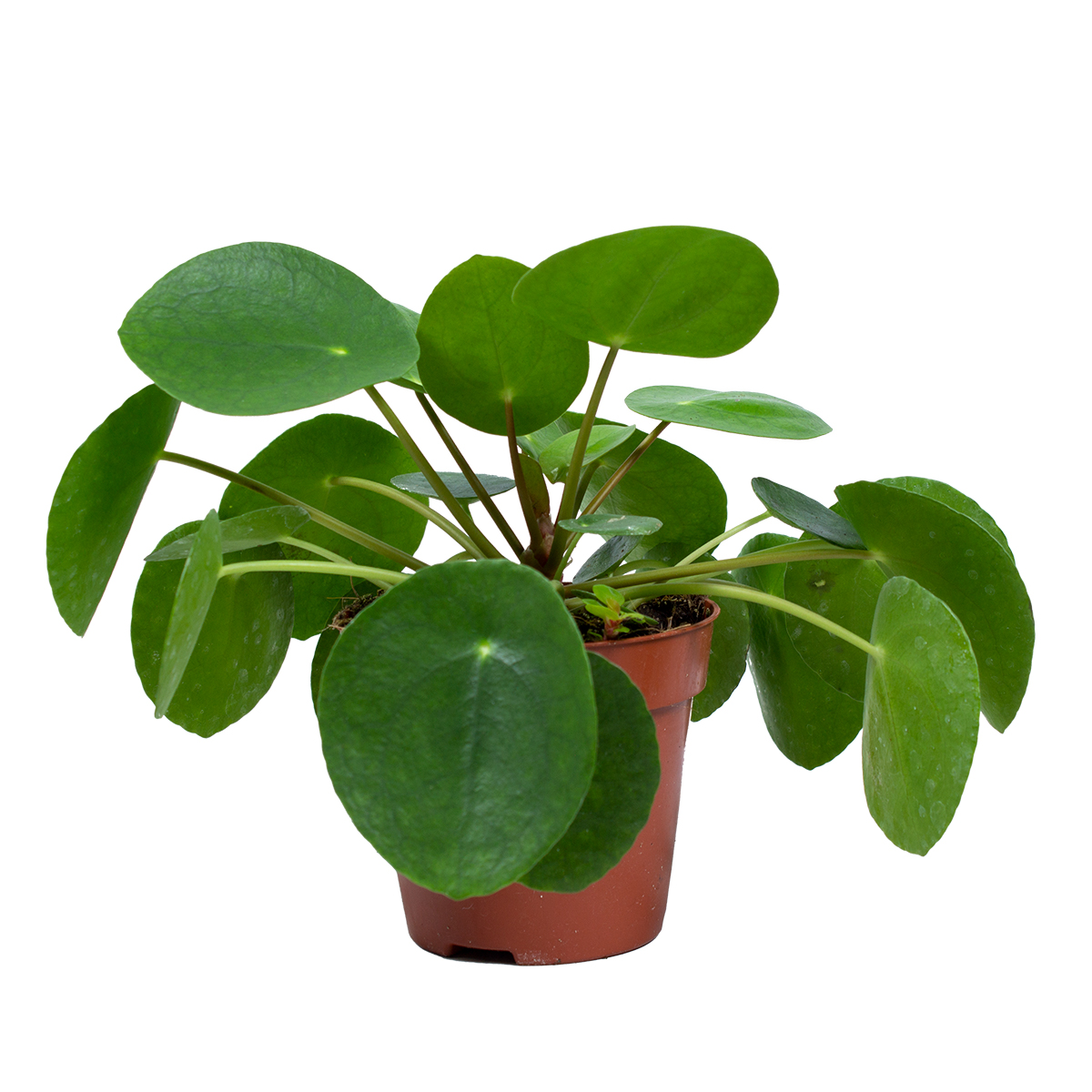 Usine de crêpes - pilea 'peperomioides' par pièce - plante d'intérieur en pot de pépinière ⌀12 cm - ↕10-15 cm