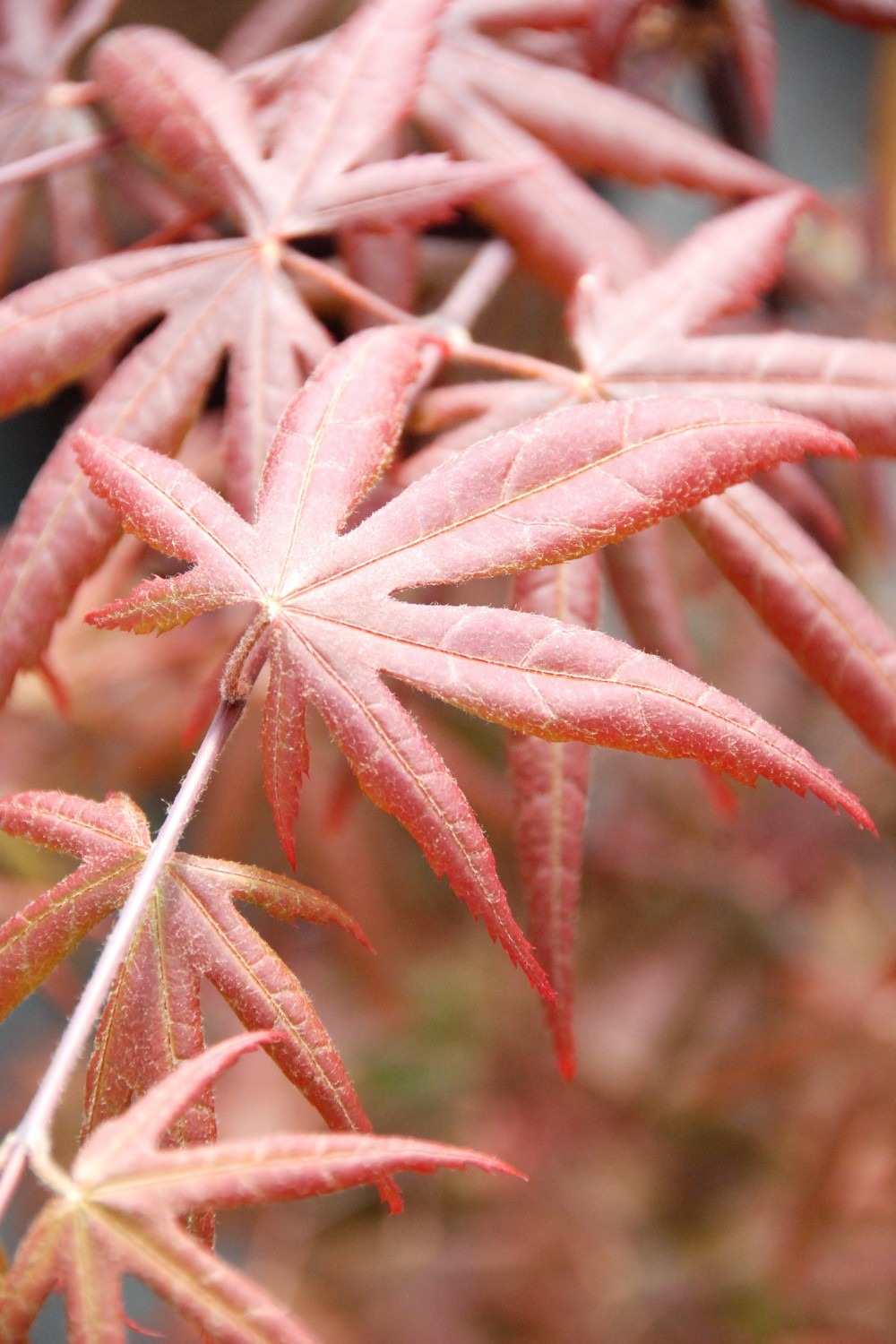 Erable 'starfish' - en pot de 2 litres