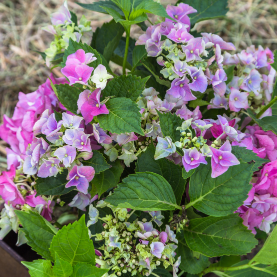 Hortensia macrophylla magical mix - hydrangea macrophylla magical mix pot 2l