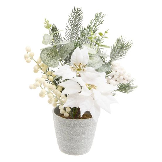 Compo poinsettia blanc h29