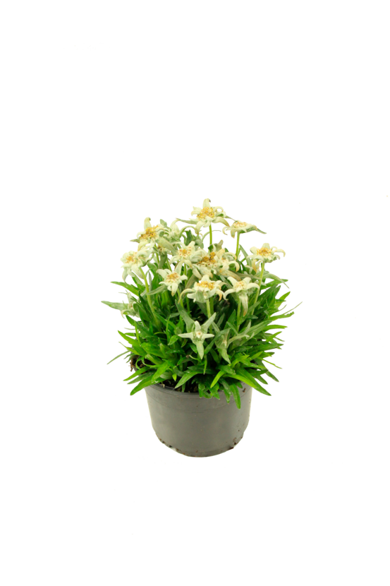Edelweiss pot 10,5 cm