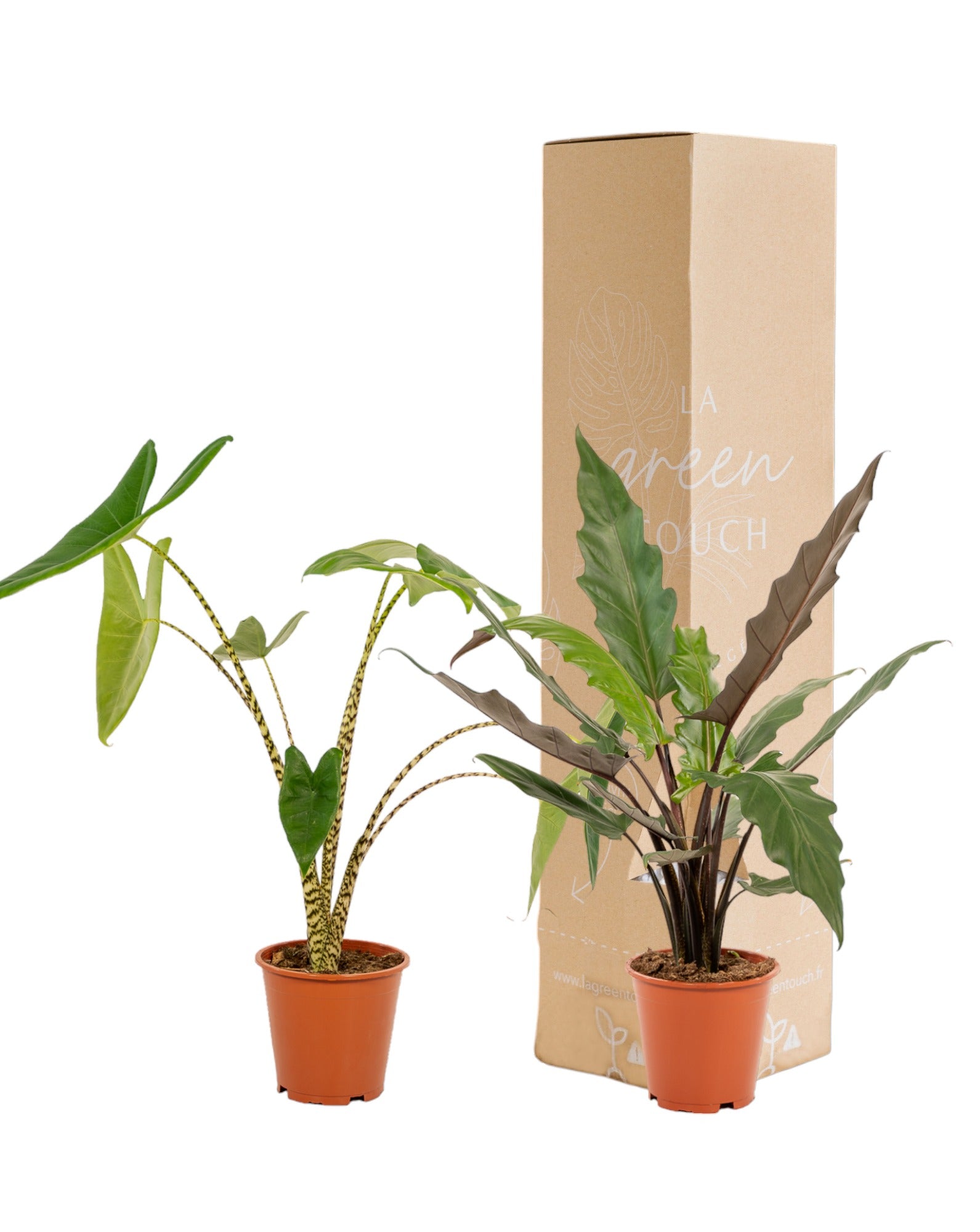 Plante d'intérieur - coffret alocasia - lot de 2 plantes 80cm