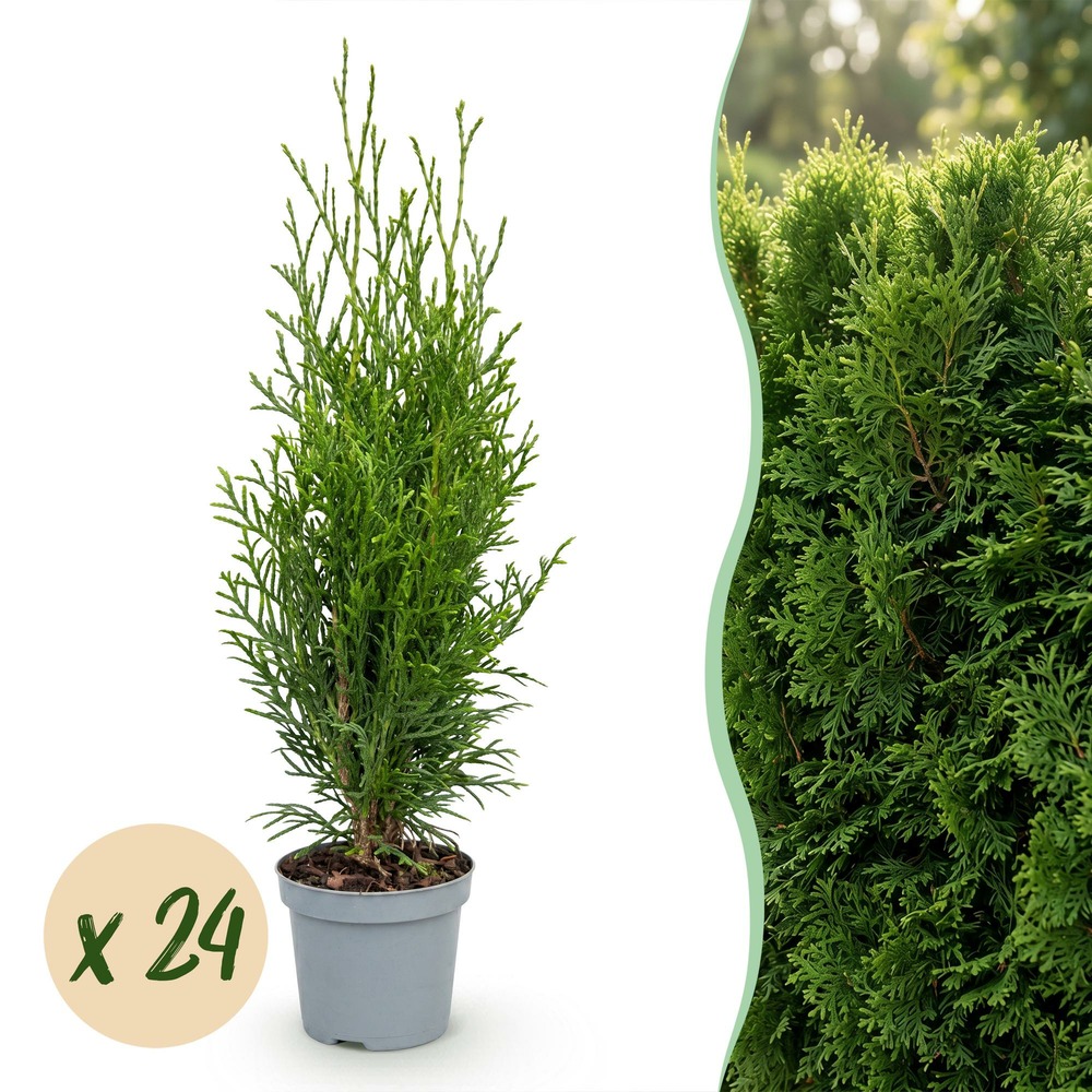 Thuya smaragd - lot de 24 - pot 9 cm - hauteur 20-30 cm