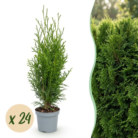 Thuya smaragd - lot de 24 - pot 9 cm - hauteur 20-30 cm